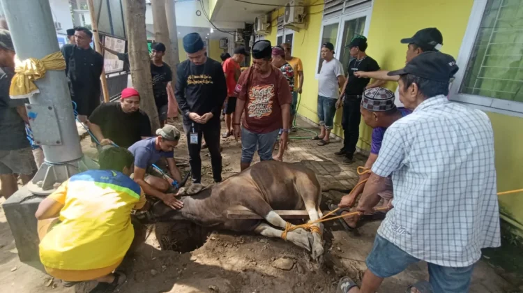 Tiga Ekor Sapi Qurban Perumda Pasar Makassar Siap Dibagikan kepada Warga