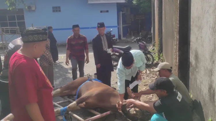 Unismuh Makassar Potong 38 Hewan Kurban pada Iduladha 1447 H