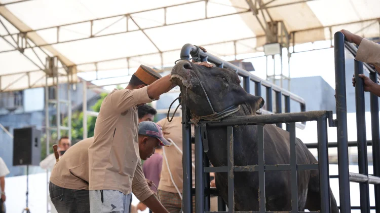 Pertamina Patra Niaga Salurkan Ribuan Paket Daging Kurban