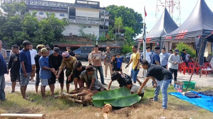 Hari Raya Idul Adha 1447 H, Polres Parepare Qurbankan 10 Sapi dan 1 Kambing