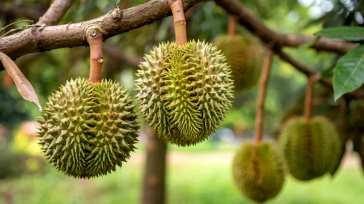 Potensi Ekspor Durian dan Alpukat Sulsel Terganjal Sistem Pertanian Manual