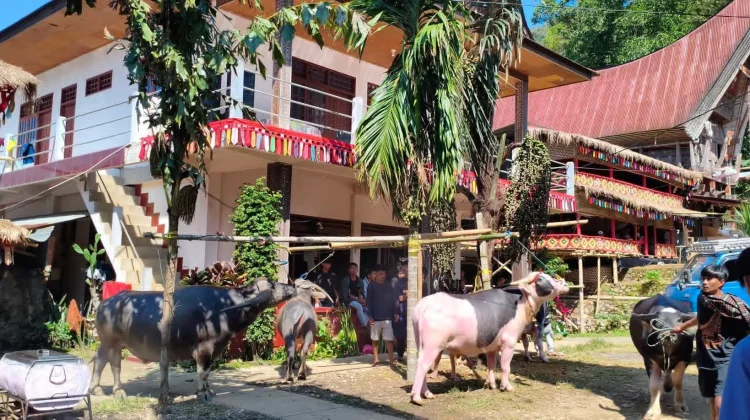 Makna Pohon Induk, Kalosi, dan Lambiri dalam Upacara Rambu Solo’ Toraja