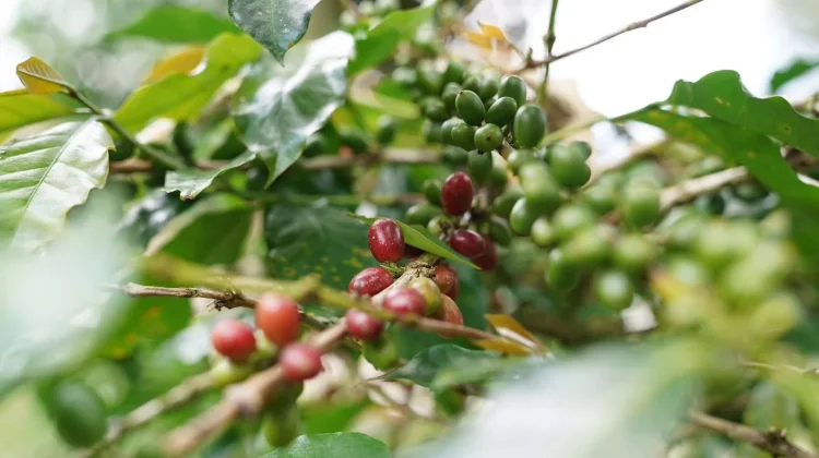 Toraja Menjaga Nama dan Aroma Buah serta Cita Rasa Khas Kopi Arabika