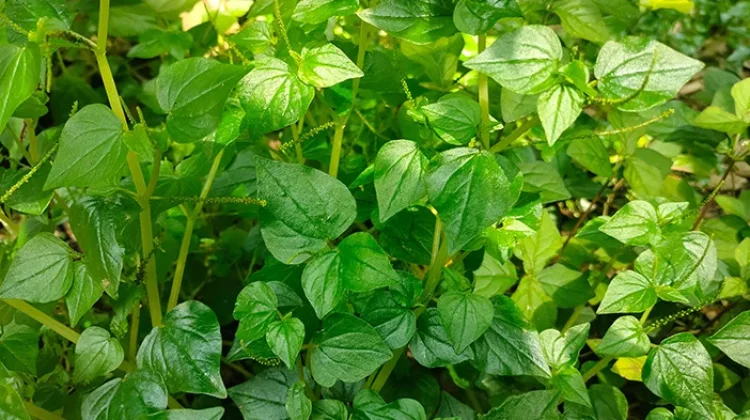 Daun Sirih Cina Kian Diminati, Tanaman Herbal dengan Beragam Manfaat Kesehatan