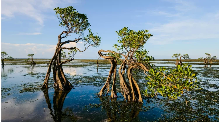 Krisis Mangrove, DLHK Sulsel Ingatkan Ancaman Ekonomi dan Ekologis