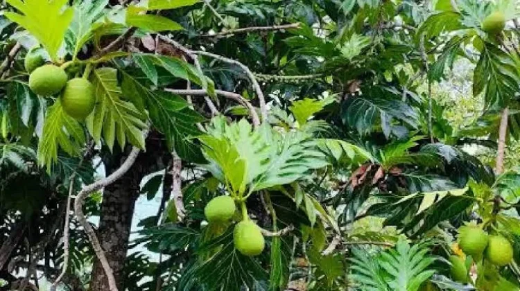 Potensi Buah Sukun Menjadi Superfood Masa Depan