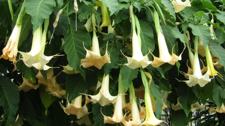 Bunga Terompet Brugmansia Tanaman Hias Indah tapi Beracun