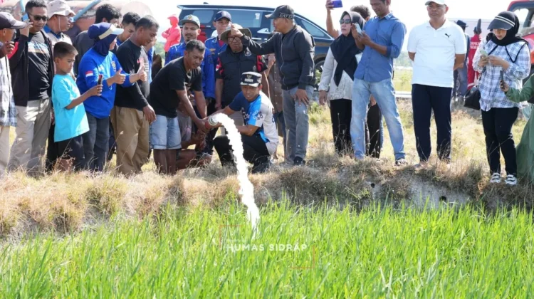 Bupati Sidrap Kawal Langsung Pasokan Air Sawah yang Terdampak Kekeringan