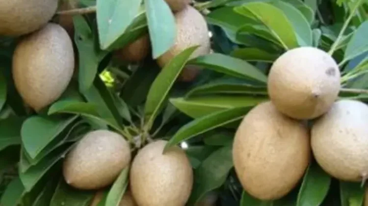 Kandungan Nutrisi dan Khasiat Buah Sawo Manila