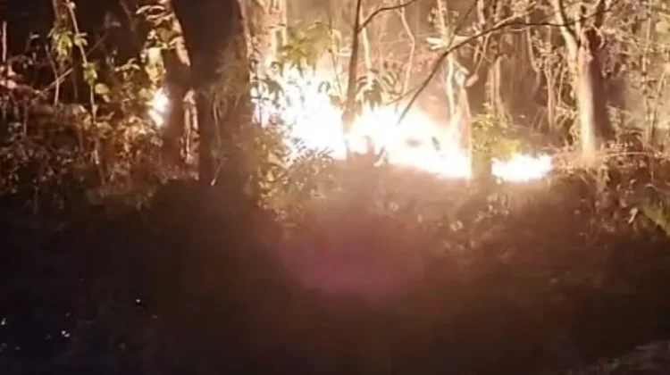Kebakaran Hutan di Bacukiki, BPBD: Investigasi Penyebab Masih diselidiki