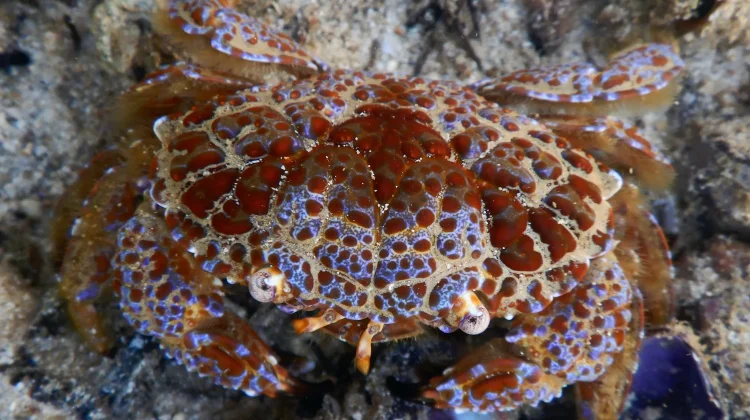 Devil Crab, Kepiting Laut Unik Terlarang untuk Diolah dan Dikonsumsi