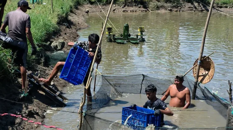 Budidaya Ikan Nila Jadi Andalan Baru Ekonomi Desa Tenrigangkae
