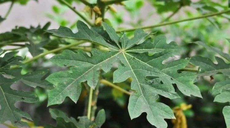 Daun Pepaya Ampuh Atasi Asam Lambung