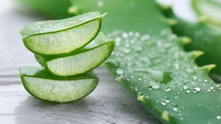 Lidah Buaya, Tanaman Serbaguna untuk Obat dan Pangan