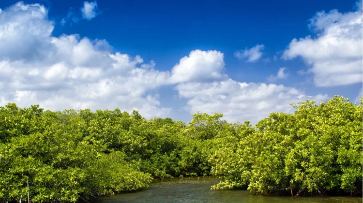 Studi Ungkap Hutan Mangrove Dunia Mulai Pulih Berkat Upaya Konservasi