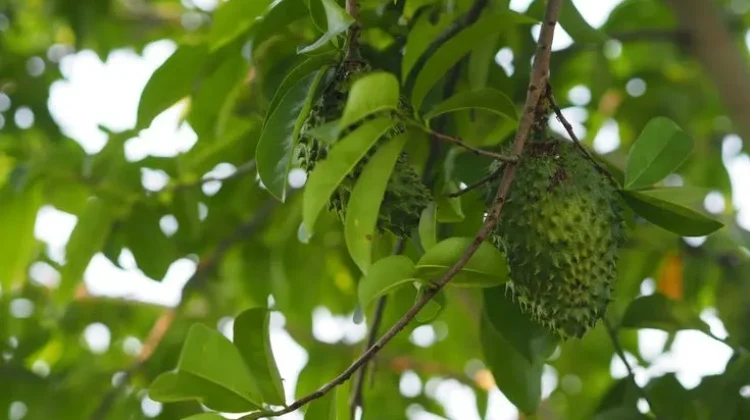 Daun Srikaya Kian Dilirik, Berpotensi Jadi Herbal Kesehatan