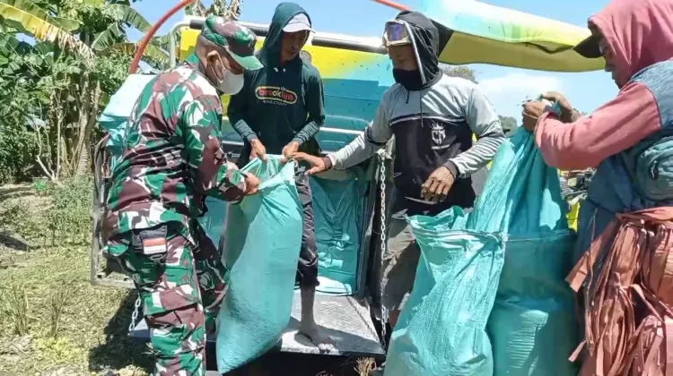 Babinsa Koramil 1409-08/Bontonompo Dampingi Panen Padi, Perkuat Ketahanan Pangan