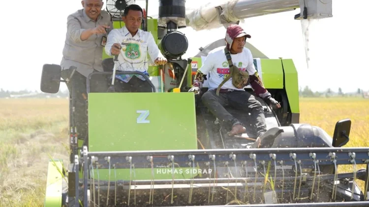 Sidrap Sukses Panen Perdana PM-AAS, Kementan Siapkan Pengembangan 10 Ribu Hektare