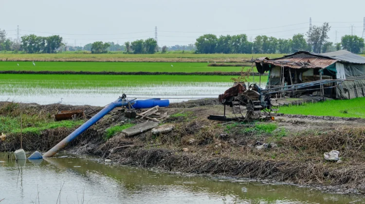 Langkah Mitigasi El Nino dan Harapan Swasembada Pangan