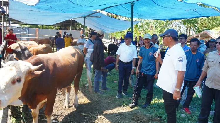 Hadiri Kontes Sapi Hasil IB, Bupati Bukukumba Minta Jaga Kualitas Ternak