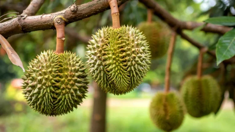 Pemprov Sulsel Genjot Potensi Buah Unggulan Berkelanjutan