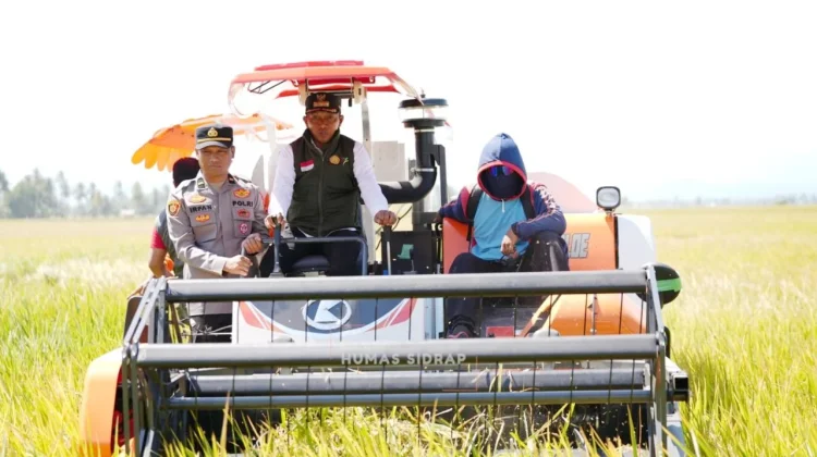 Panen Raya Sumpang Mango, Sidrap Sasar Produksi 1 Juta Ton