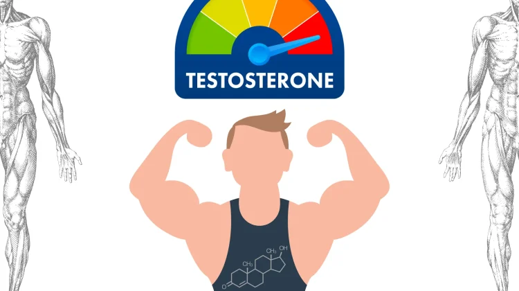 Testosteron, Hormon Pria yang Menentukan Vitalitas dan Kekuatan Tubuh