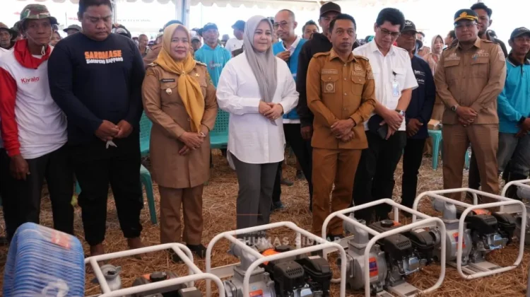 Panen di tengah Kemarau, Listrik Masuk Sawah Kunci Sukses Panen Sidrap