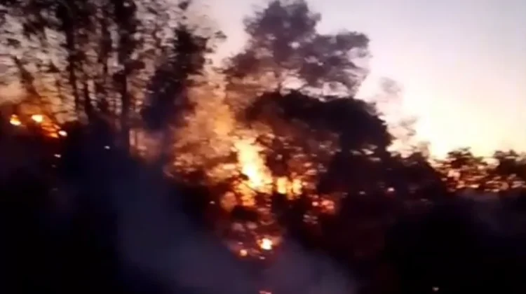 Kebakaran Melanda Kawasan Hutan Pinus Malino