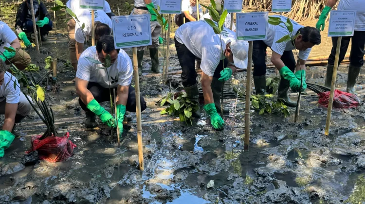 Pesisir Binanga Sangkara Maros Dihijaukan, 70 Ribu Bibit Mangrove Mulai Ditanam