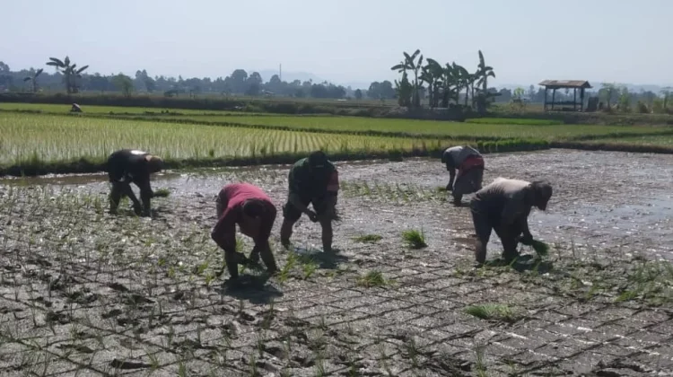 Turun ke Sawah, Babinsa Kobarkan Semangat Petani Julubori