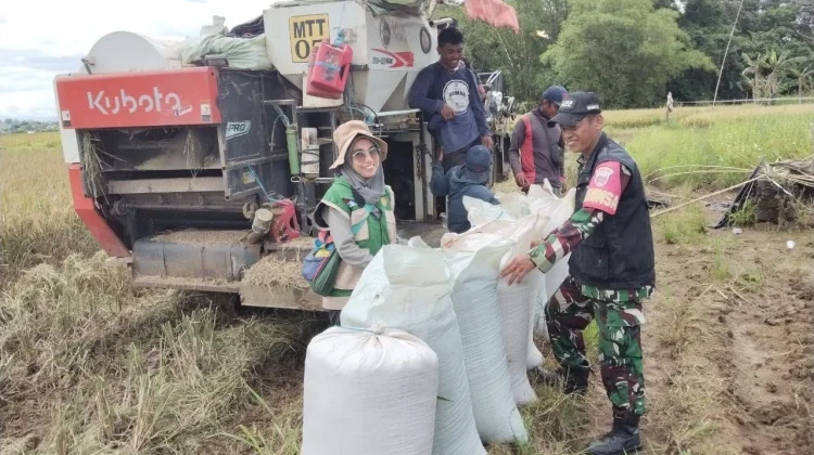 Dukung Swasembada Pangan, Koramil 04/Mandai Dampingi Petani Panen Padi
