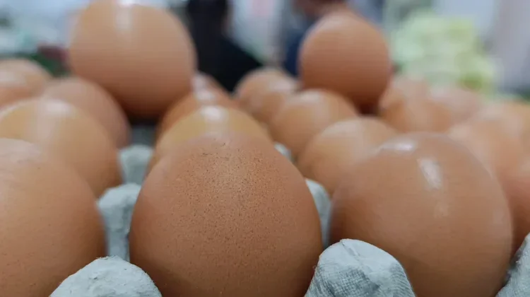 Harga Telur Anjlok, Pemerintah Diminta Jadi Stabilisator Pasar