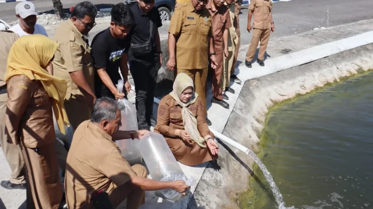 Wabup Sidrap Tebar 10 Ribu Benih Ikan Nila