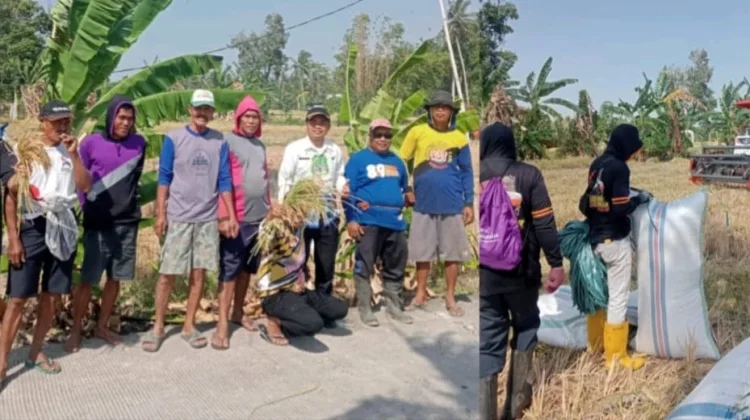 Program Listrik Masuk Sawah, Bantu Petani Kadidi Panen di Musim Kemarau