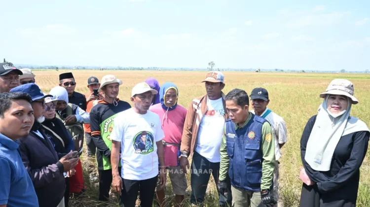 Sidrap Jaga Pertanian Hadapi Ancaman El Nino