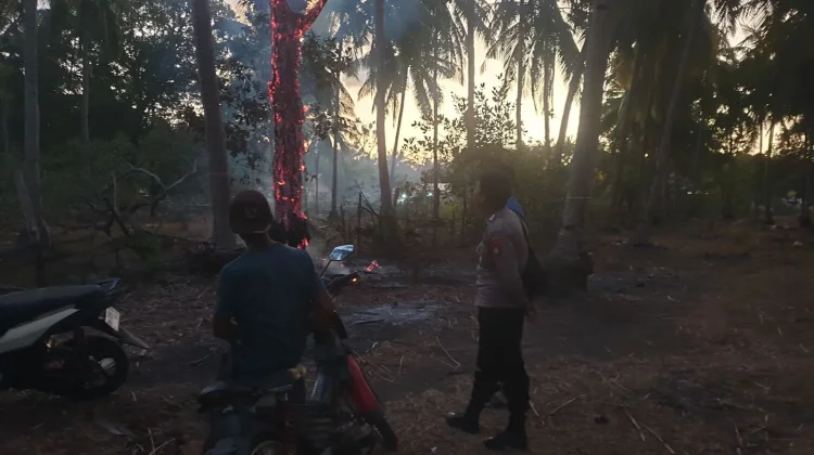 Seorang Bakar Rumput di Kebun Ciptakan Pohon Bara Setinggi 7 Meter di Laiyolo