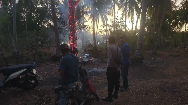 Seorang Bakar Rumput di Kebun Ciptakan Pohon Bara Setinggi 7 Meter di Laiyolo