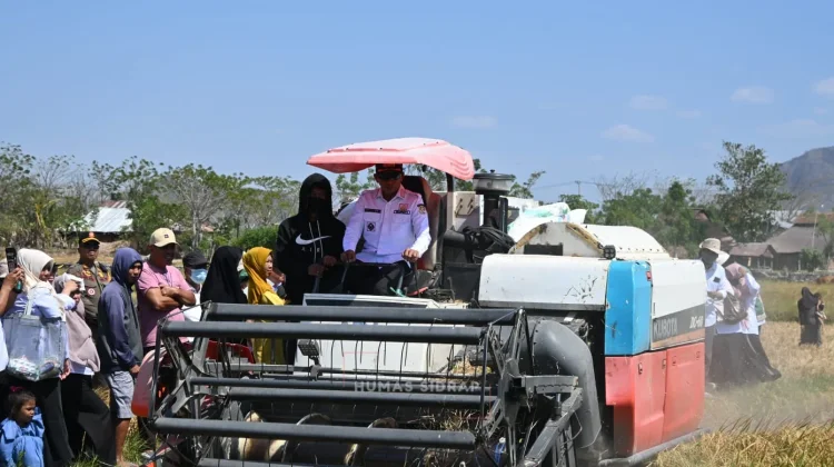 Panen saat Kemarau El Nino, Bupati Sidrap Puji Petani