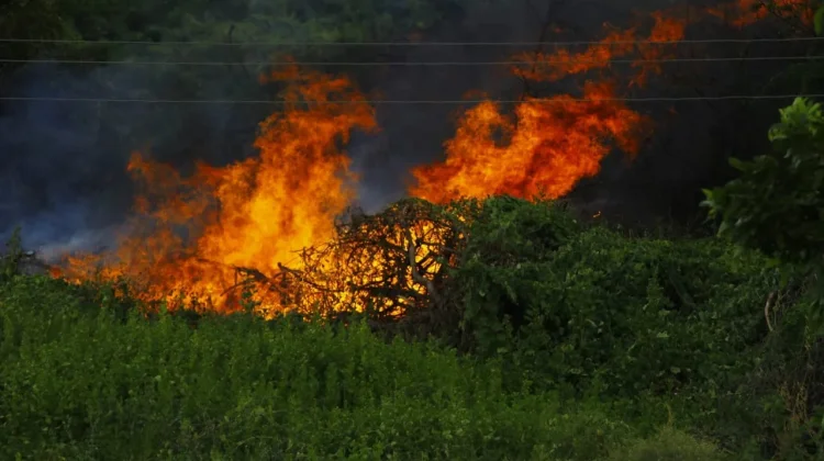 Kebakaran Lahan di Luwu Utara Dipicu Aktivitas Pembakaran Kebun