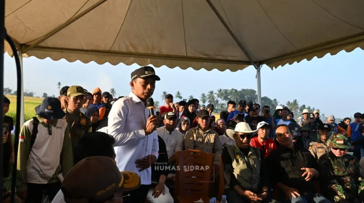 Panen Padi di Desa Bola Bulu, Bupati Sidrap Optimistis Pertanian Maju