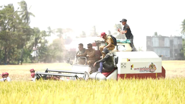 Panen Raya di Sidrap, Gabah Tembus 11,6 Ton