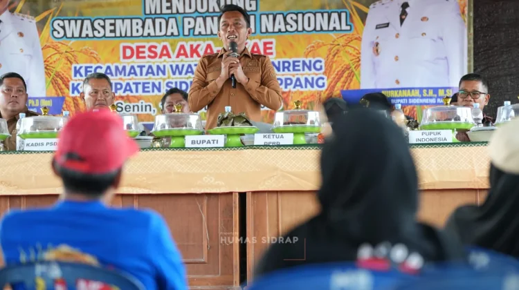 Panen 11 Ton per Hektare di Aka-Akae, Petani Bertahan di tengah Kemarau
