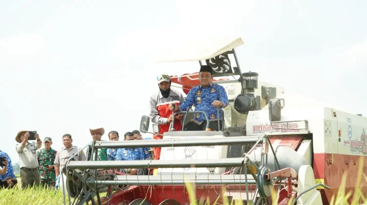 Panen Perdana Oplah di Rante Damai, Produktivitas Padi Capai 8,9 Ton per Hektare
