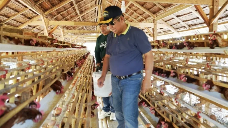 Produksi Telur BUMDes Barat Lambongan Kini Capai 1.000 Telur Sehari