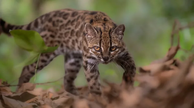 Spesies Kucing Baru Ditemukan di Bolivia, Pertama dalam Lebih dari 100 Tahun