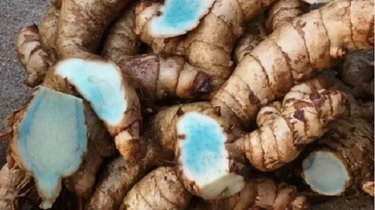 Temu Ireng, Kunyit Hitam Bahan Ramuan Tradisional