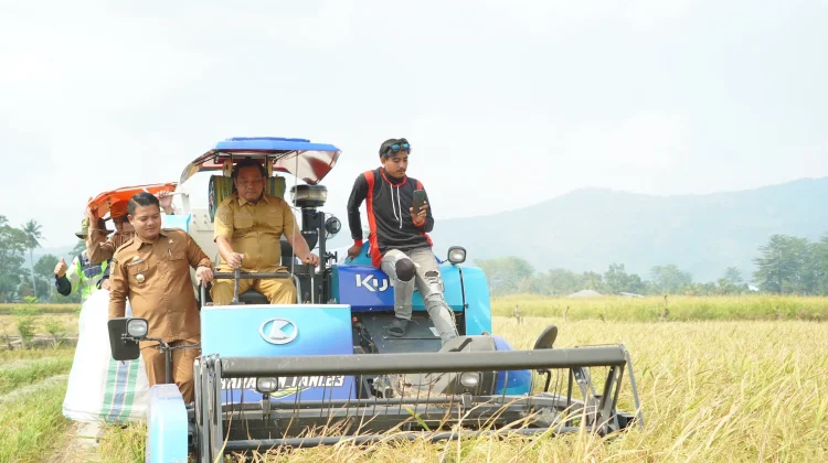 Panen Perdana Demplot Inpago 13, Pemkab Luwu Dorong Pertanian Berbasis Teknologi