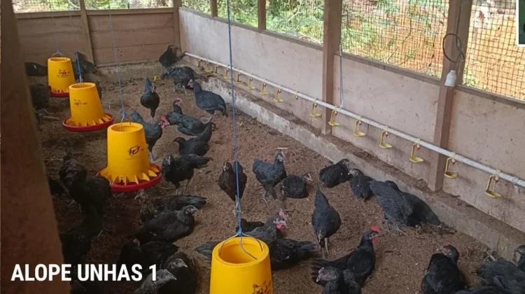 Fapet Unhas dan PT Vale Perkuat Hilirisasi Riset Ayam Alope Unhas 1 di Luwu Timur