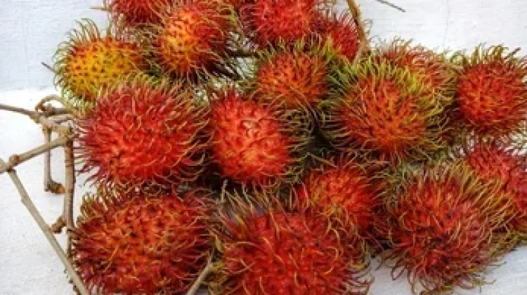 Rambutan tak hanya manis, buah Ini juga punya manfaat bagi Kesehatan